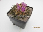 1347-Ariocarpus_retusus_elongatus_1347-2