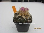 Ariocarpus fissuratus  1372