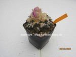 1372-Ariocarpus_fissuratus_1372-3