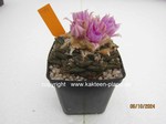 1373-Ariocarpus_fissuratus_1373-1