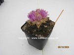 1373-Ariocarpus_fissuratus_1373-3