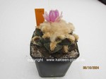 1393-Ariocarpus_fissuratus_lloydii_1393-1