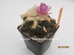 1393-Ariocarpus_fissuratus_lloydii_1393-3