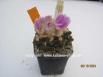 Ariocarpus bravoanus hintonii  1407