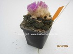 1407-Ariocarpus_bravoanus_hintonii_1407-3