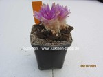 1408-Ariocarpus_bravoanus_hintonii_1408-1