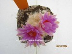 1408-Ariocarpus_bravoanus_hintonii_1408-2