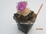 1408-Ariocarpus_bravoanus_hintonii_1408-3