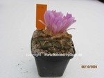 1414-Ariocarpus_fissuratus_1414-1