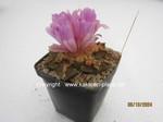 1414-Ariocarpus_fissuratus_1414-3