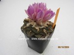 1415-Ariocarpus_fissuratus_1415-3