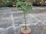 Adenia_glauca_allgemein_241019