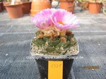 Ariocarpus_fissuratus_1321-1