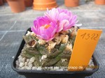 Ariocarpus_fissuratus_1322-1