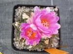 Ariocarpus_fissuratus_1322-2