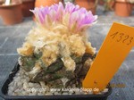 Ariocarpus_fissuratus_1323-1