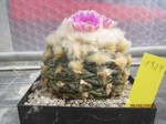 Ariocarpus_fissuratus_lloydii_1329-1