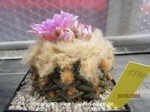 Ariocarpus_fissuratus_lloydii_1330-1