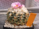 Ariocarpus_fissuratus_lloydii_1331-1