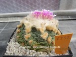 Ariocarpus_fissuratus_lloydii_1332-1