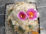 Ariocarpus_fissuratus_lloydii_1332-2