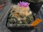 Ariocarpus fissuratus x retusus  1428