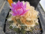 Ariocarpus_fissuratus_x_retusus_1428-2