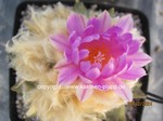 Ariocarpus_fissuratus_x_retusus_1428-3