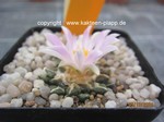 Ariocarpus kotschoubeyanus Las Tablas 1342