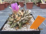 Ariocarpus_retusus_elongatus_1341-1