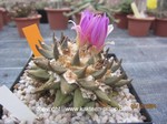 Ariocarpus_retusus_elongatus_1341-2