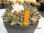 Ariocarpus_retusus_scapharostroides_1427-1