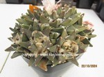 Ariocarpus_retusus_scapharostroides_1427-2