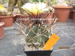 Astrophytum_capricorne_1296-1