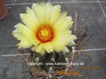 Astrophytum_capricorne_1296-2