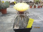 Astrophytum capricorne niveum  1239