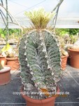 Astrophytum_ornatum_1300-1