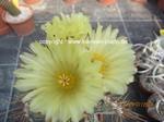 Astrophytum_ornatum_1300-2