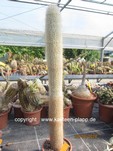 Austrocephalocereus dybowskii  1317