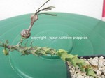 Ceropegia_simonae_240704