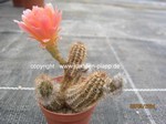 Chamaecereus Hybride "Perla di Verona"