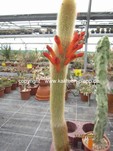 Cleistocactus flavispinus  1301