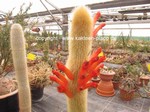 Cleistocactus_flavispinus_1301-2