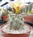 Copiapoa humilis