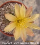 Copiapoa_humilis-2