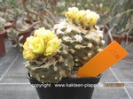 Copiapoa_hypogaea_1306-1