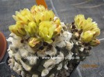 Copiapoa_hypogaea_1306-2