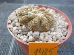 Copiapoa hypogaea Type marmorata (Lizzard Skin)  1425