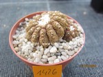 Copiapoa hypogaea Type marmorata (Lizzard Skin)  1426