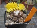 Copiapoa lauii cluster  1304